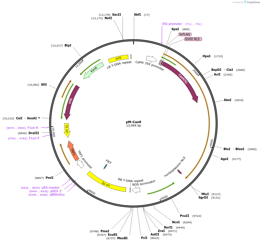 196325-plasmid-map-sequence-id-390015