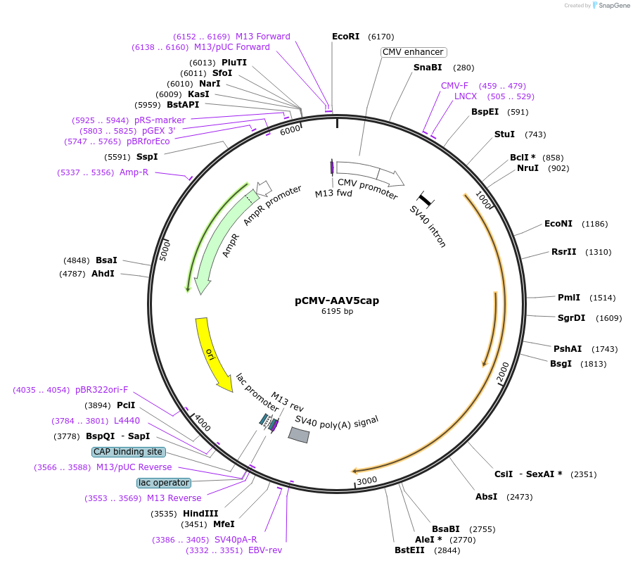 198015-plasmid-map-sequence-id-390024