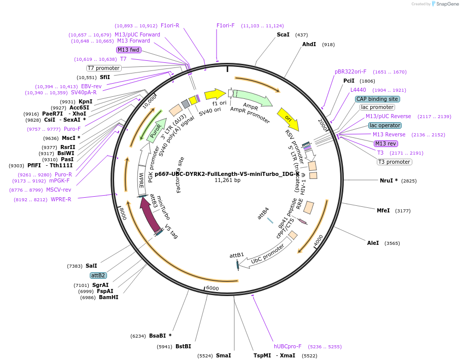 198010-plasmid-map-sequence-id-390031