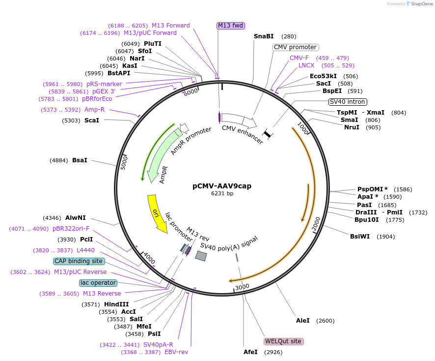 198016-plasmid-map-sequence-id-390034