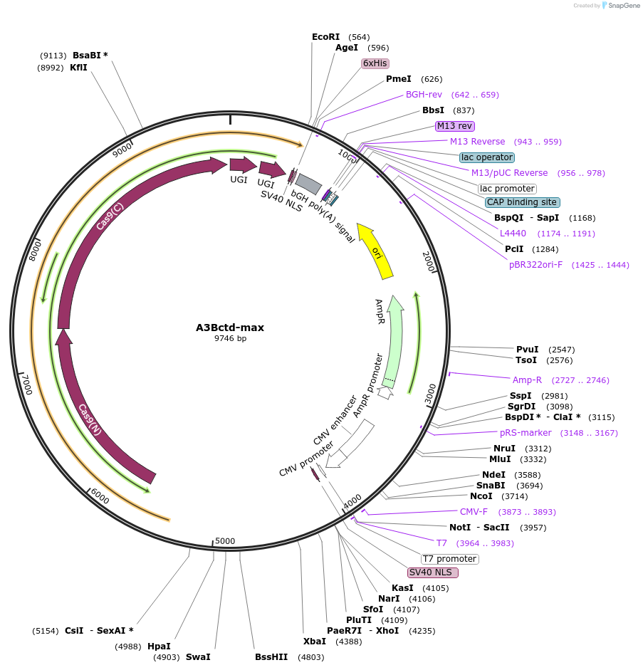 198888-plasmid-map-sequence-id-390036