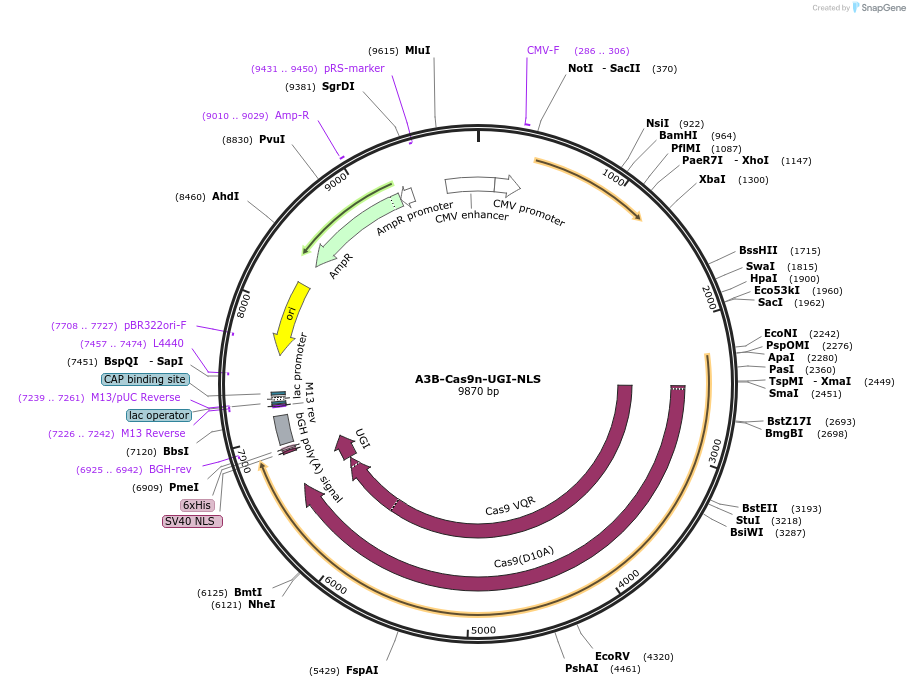 198889-plasmid-map-sequence-id-390037