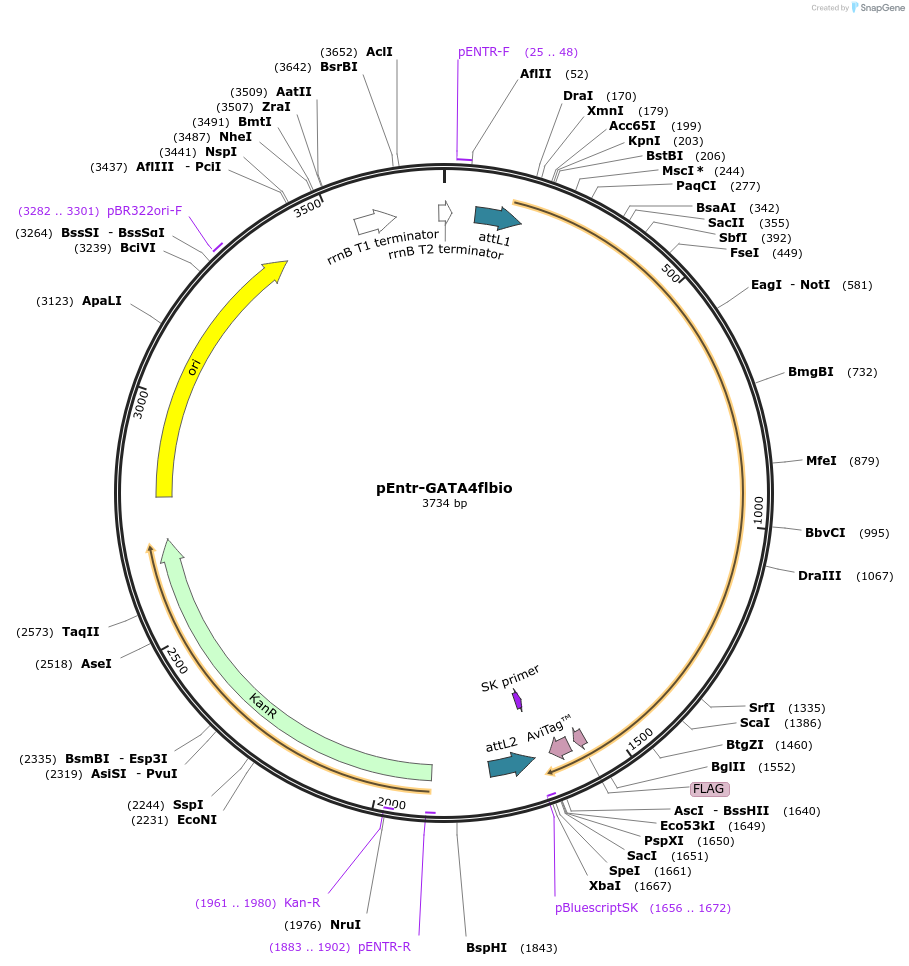 32937-plasmid-map-sequence-id-39005