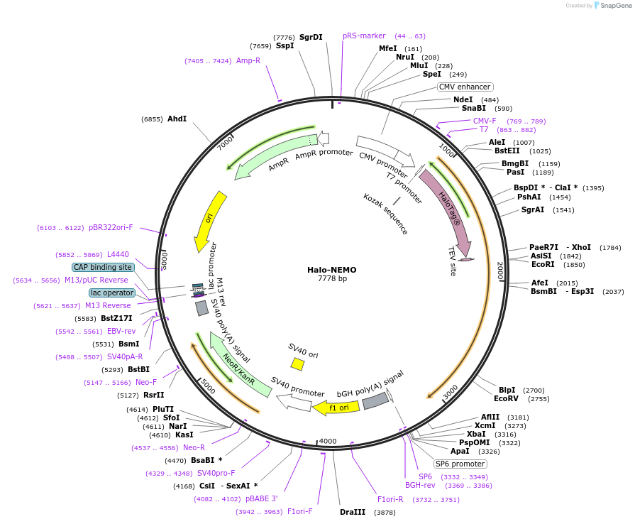 187899-plasmid-map-sequence-id-390059
