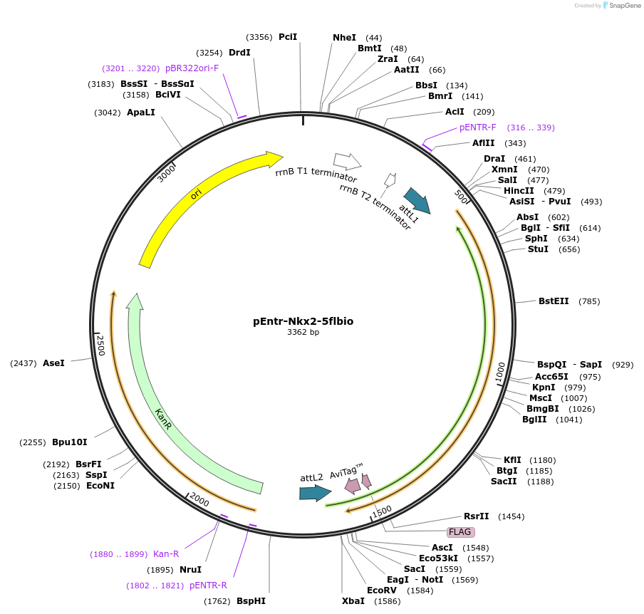 32969-plasmid-map-sequence-id-39006