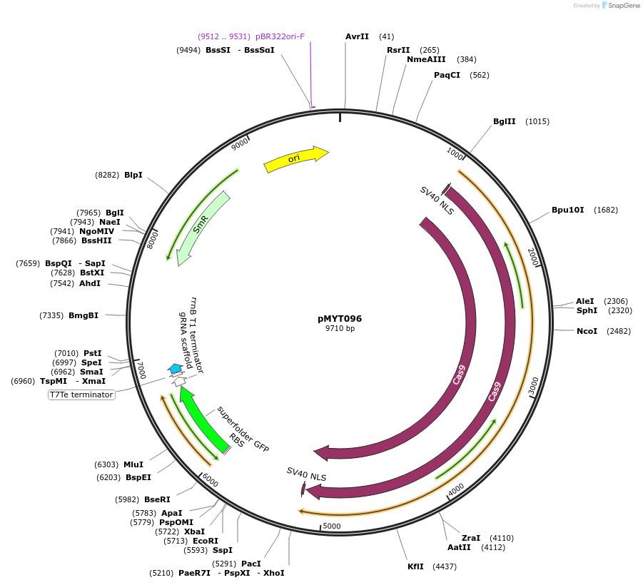 198867-plasmid-map-sequence-id-390063