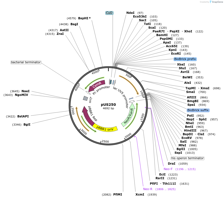 198322-plasmid-map-sequence-id-390064