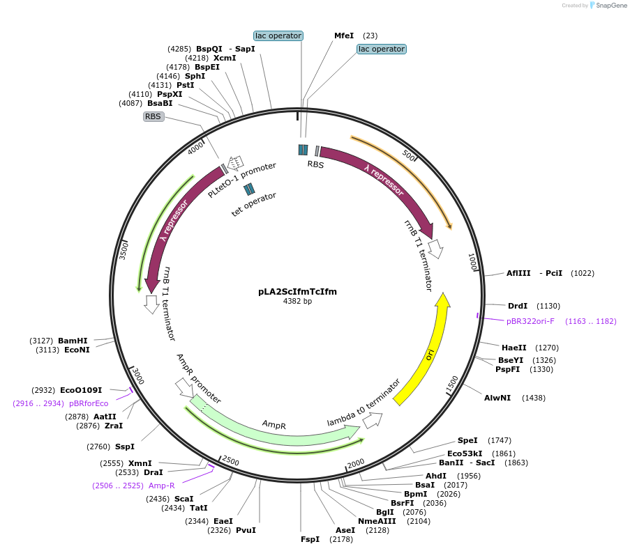 193792-plasmid-map-sequence-id-390100