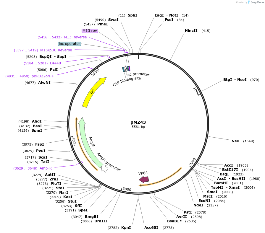 198778-plasmid-map-sequence-id-390102