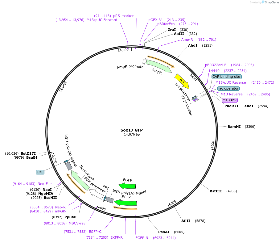 23334-plasmid-map-sequence-id-390105