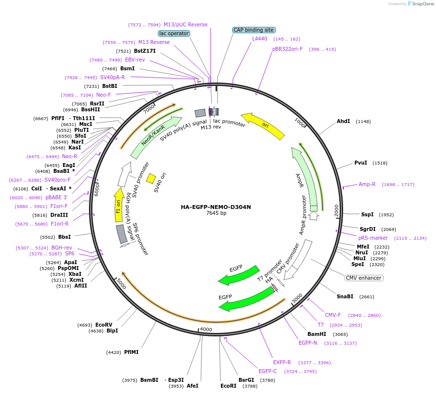 187898-plasmid-map-sequence-id-390140