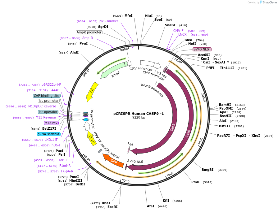 198419-plasmid-map-sequence-id-390148