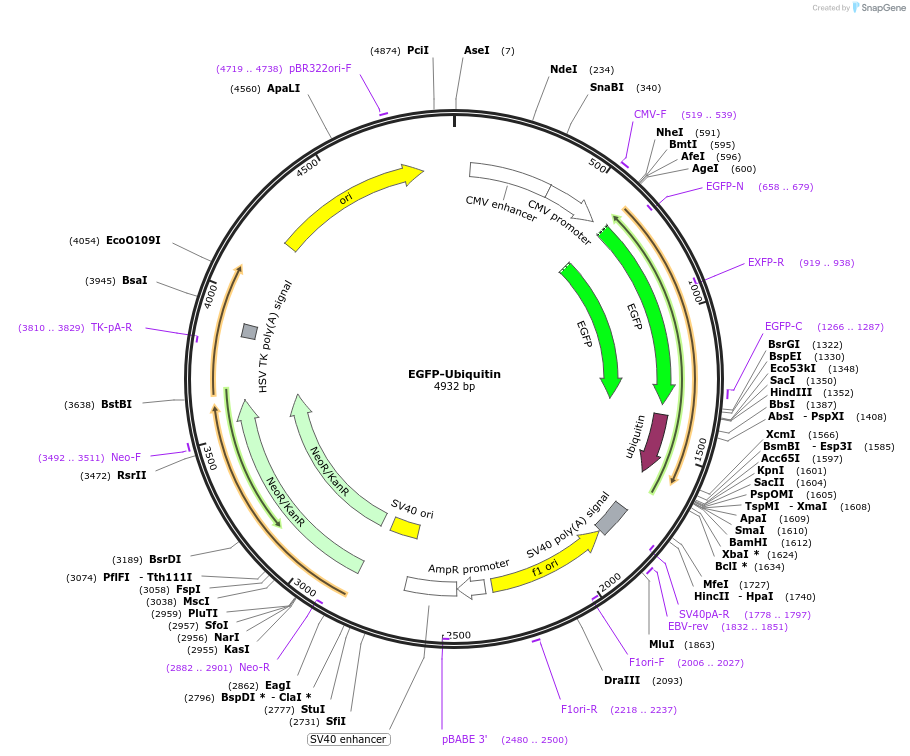 187910-plasmid-map-sequence-id-390149
