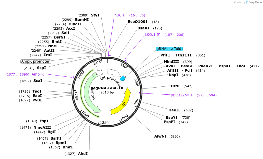 199271-plasmid-map-sequence-id-390155