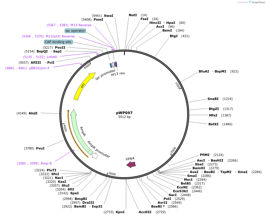 198790-plasmid-map-sequence-id-390232