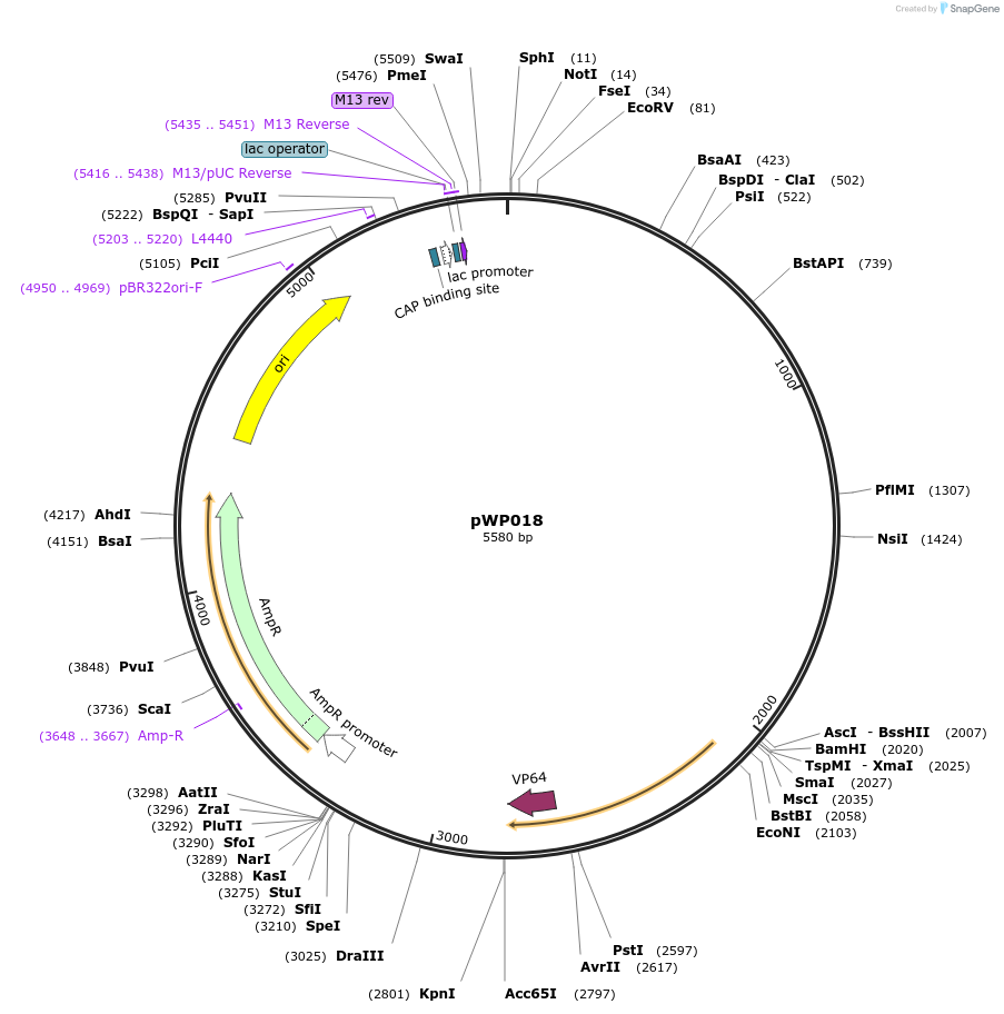 198766-plasmid-map-sequence-id-390233