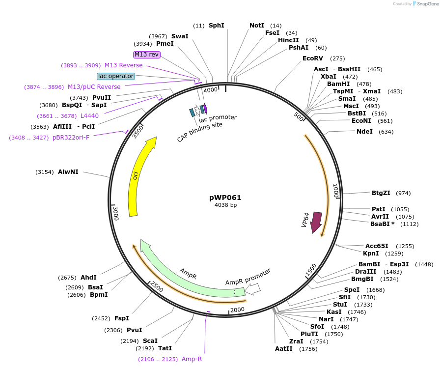 198775-plasmid-map-sequence-id-390236