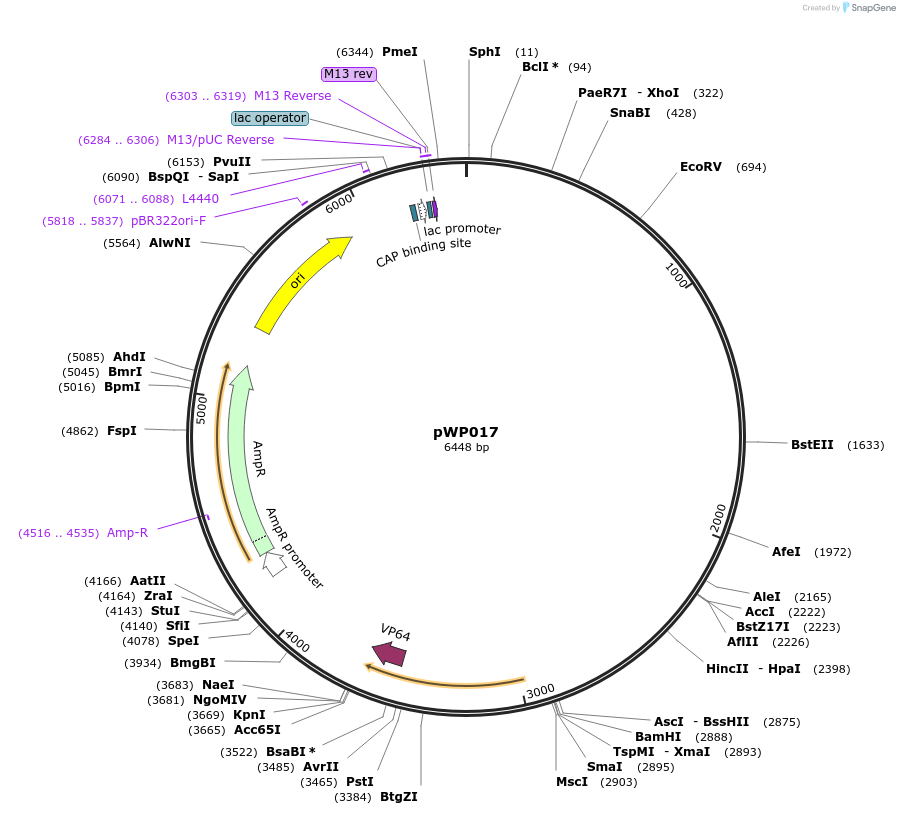198780-plasmid-map-sequence-id-390239