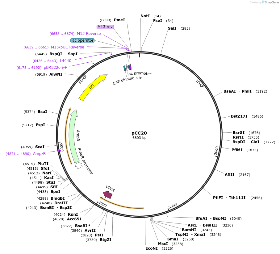 198783-plasmid-map-sequence-id-390241