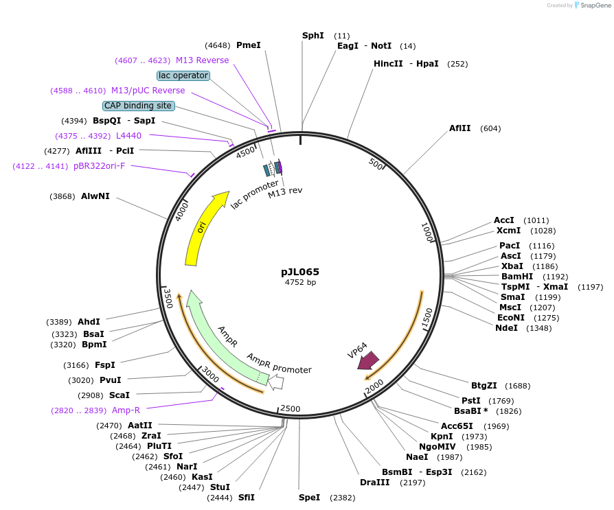 198784-plasmid-map-sequence-id-390242