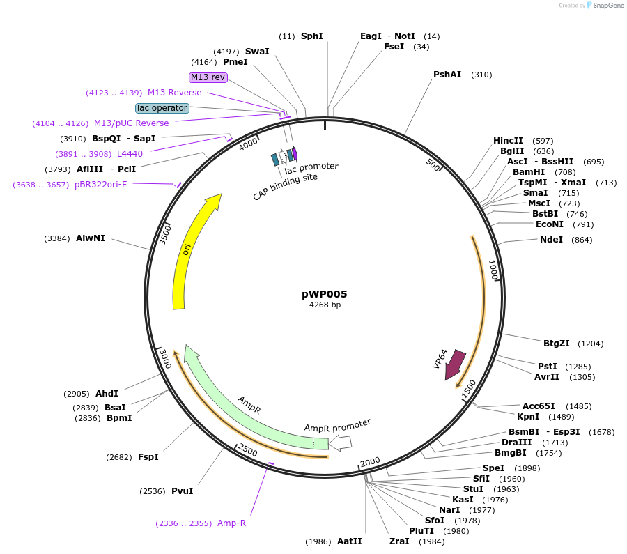 198785-plasmid-map-sequence-id-390243
