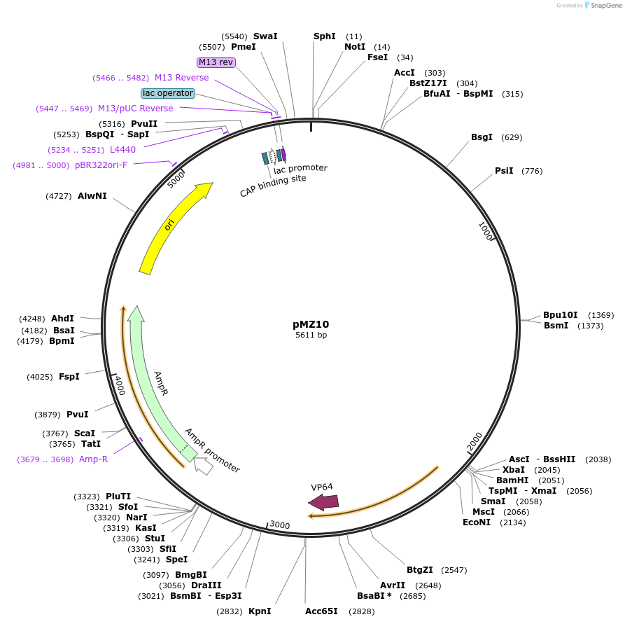 198787-plasmid-map-sequence-id-390244