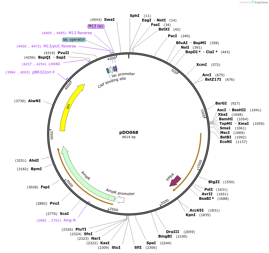 198788-plasmid-map-sequence-id-390245