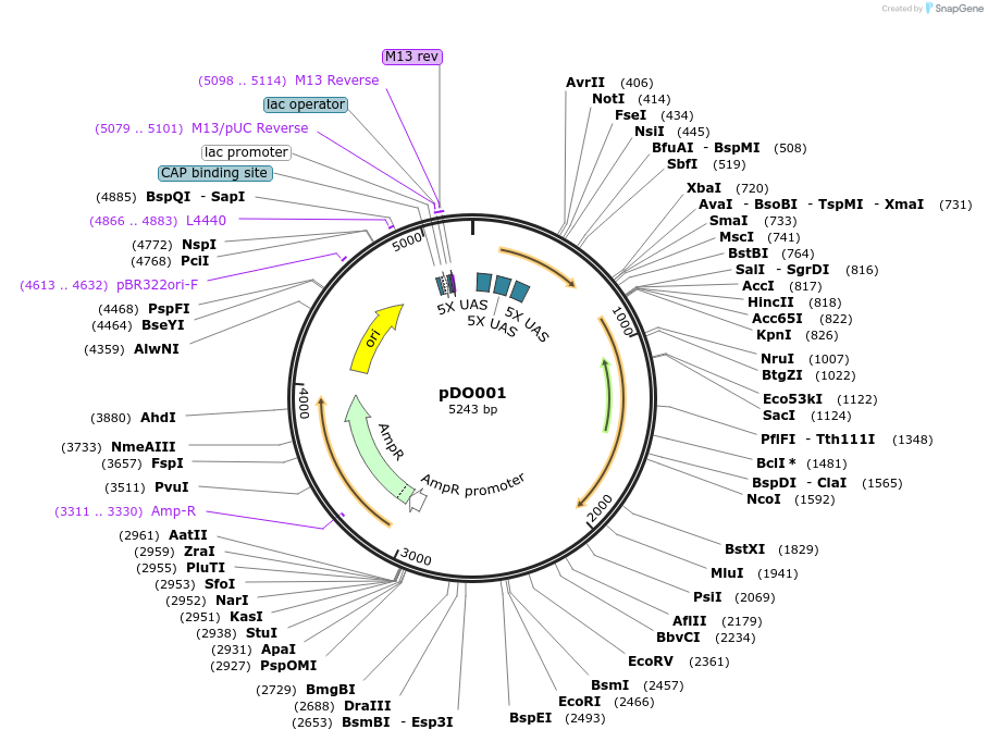 198828-plasmid-map-sequence-id-390248