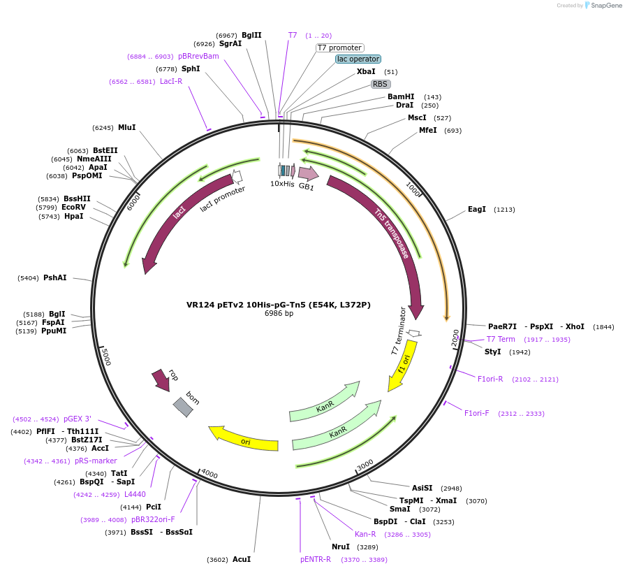 198468-plasmid-map-sequence-id-390256