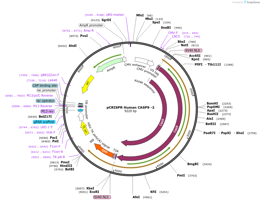 198420-plasmid-map-sequence-id-390260