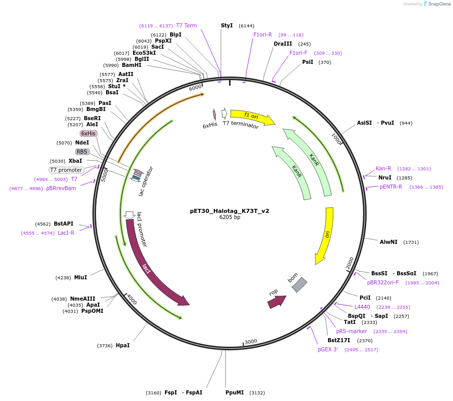183692-plasmid-map-sequence-id-390291