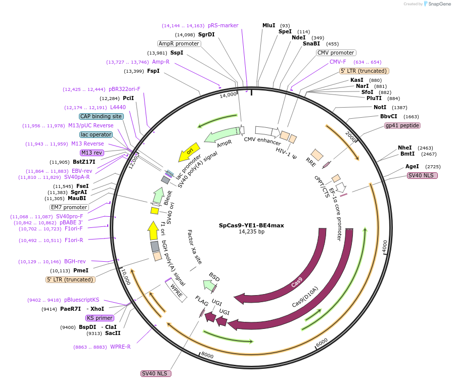 198546-plasmid-map-sequence-id-390295