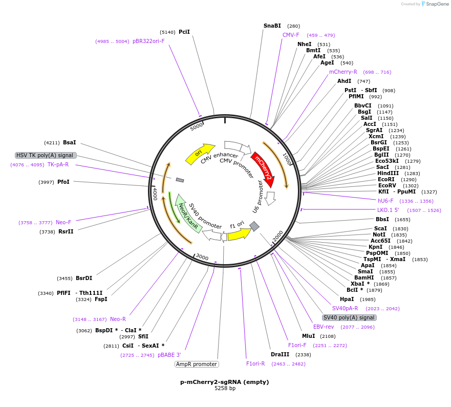 198330-plasmid-map-sequence-id-390300