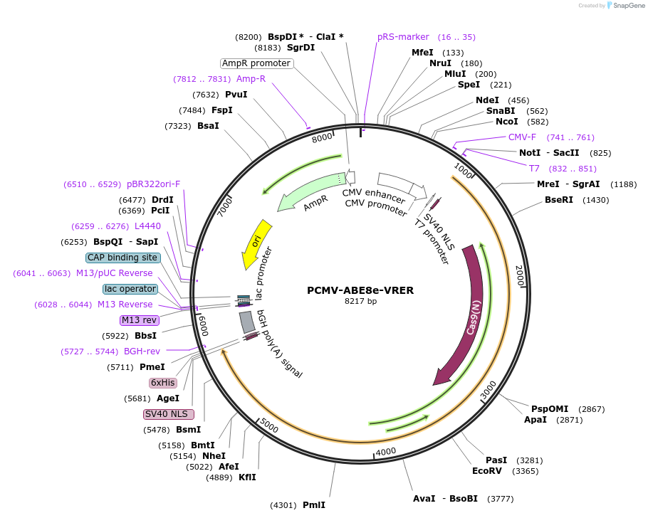 198018-plasmid-map-sequence-id-390315