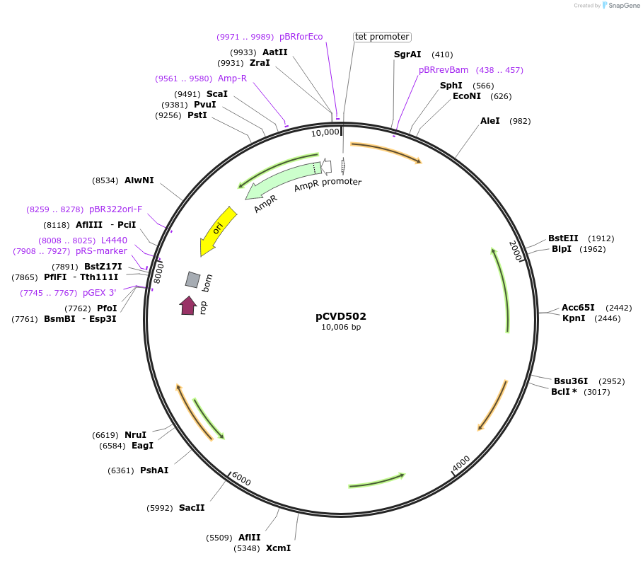 78570-plasmid-map-sequence-id-390316