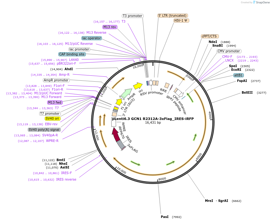 198389-plasmid-map-sequence-id-390320