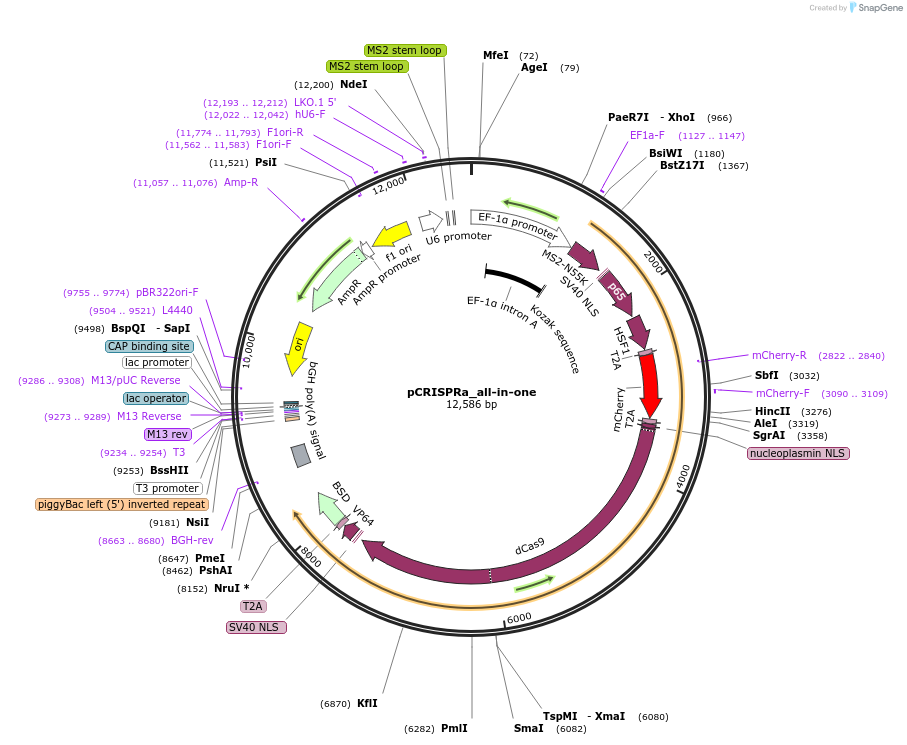 183695-plasmid-map-sequence-id-390323