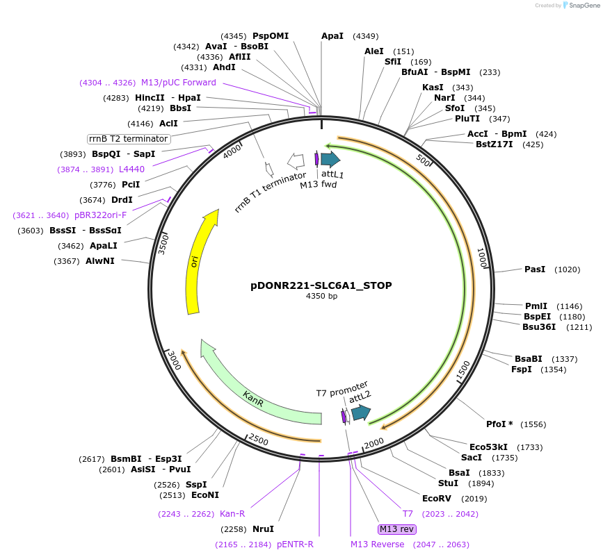 161408-plasmid-map-sequence-id-390324