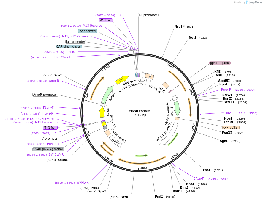 141698-plasmid-map-sequence-id-390329