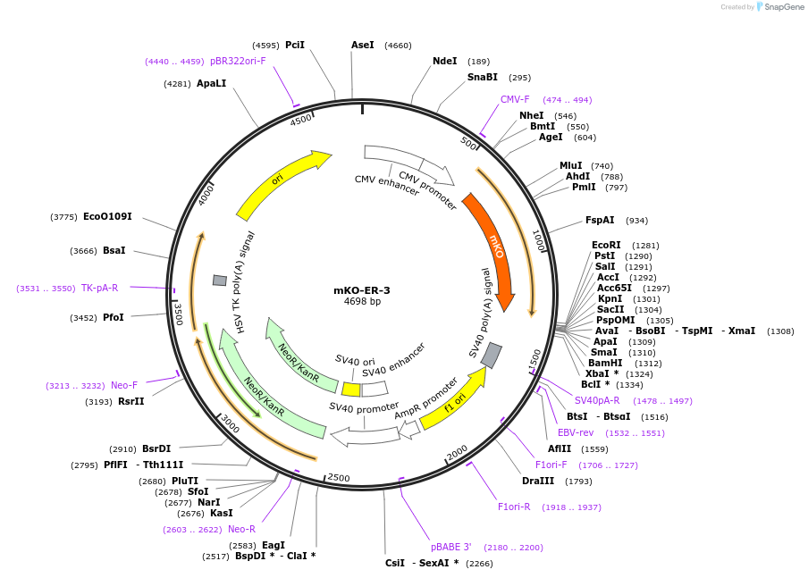 57840-plasmid-map-sequence-id-390331