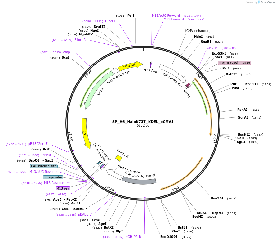 183686-plasmid-map-sequence-id-390336