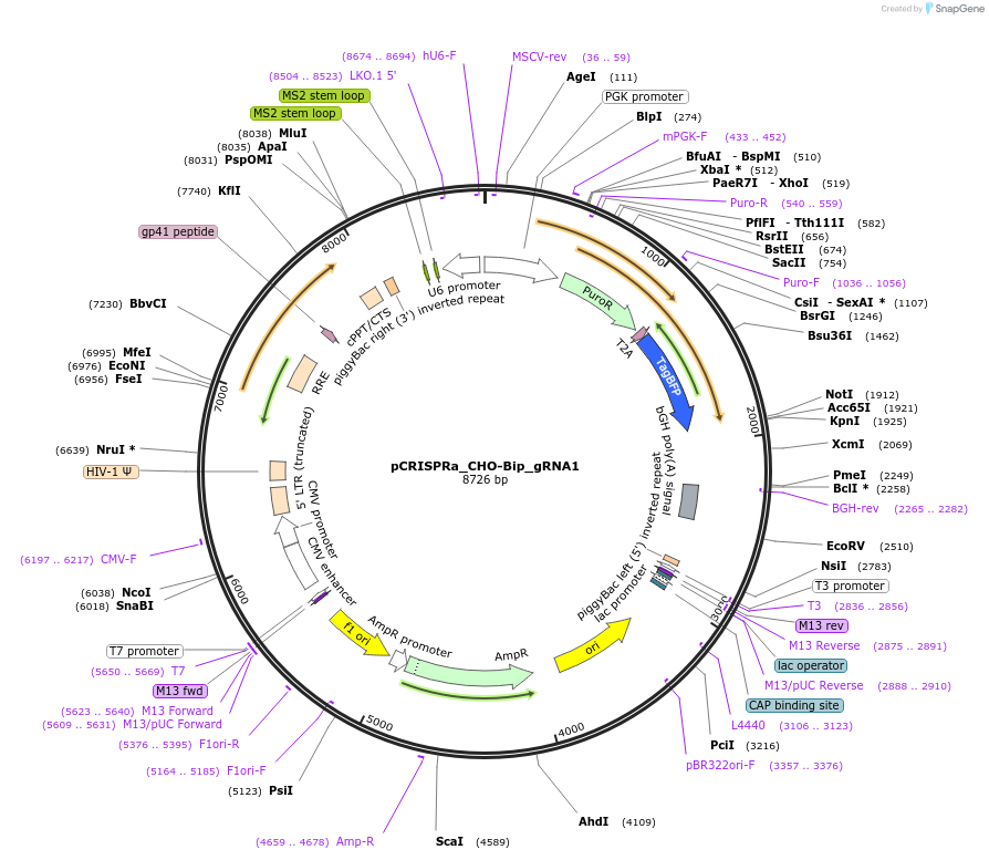 183694-plasmid-map-sequence-id-390364