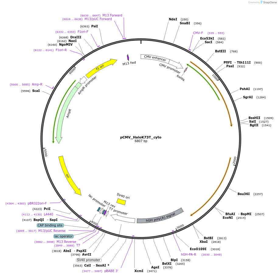 183687-plasmid-map-sequence-id-390373