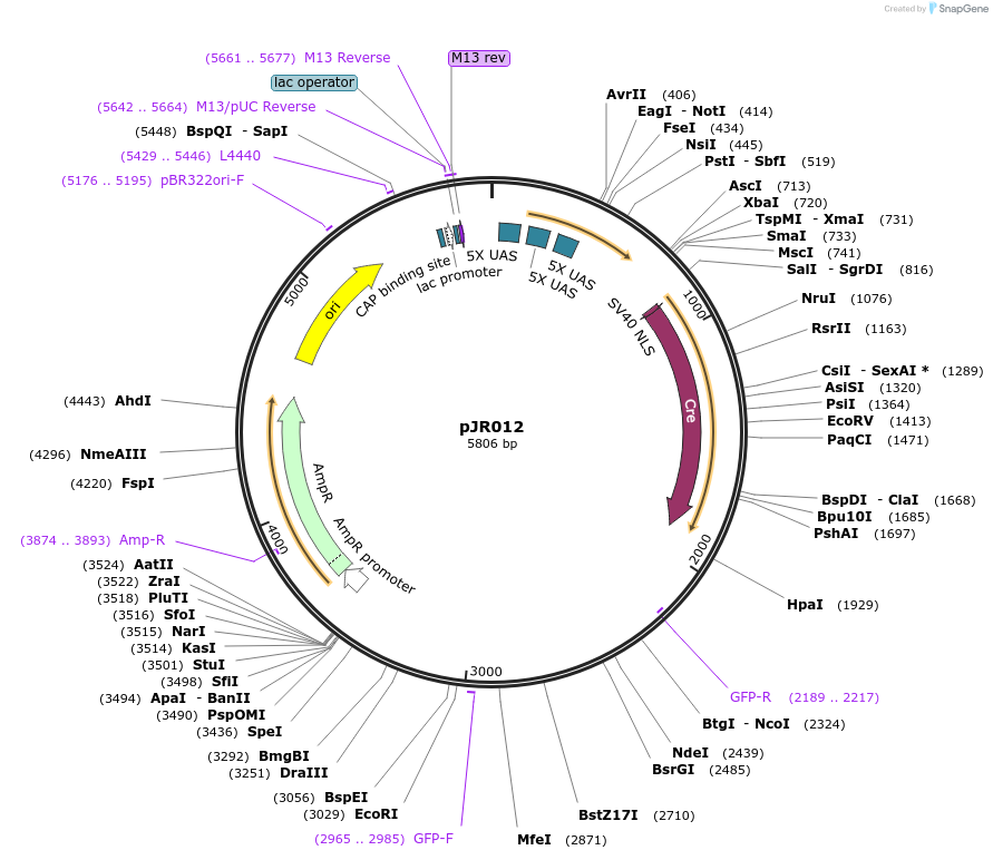 198823-plasmid-map-sequence-id-390422