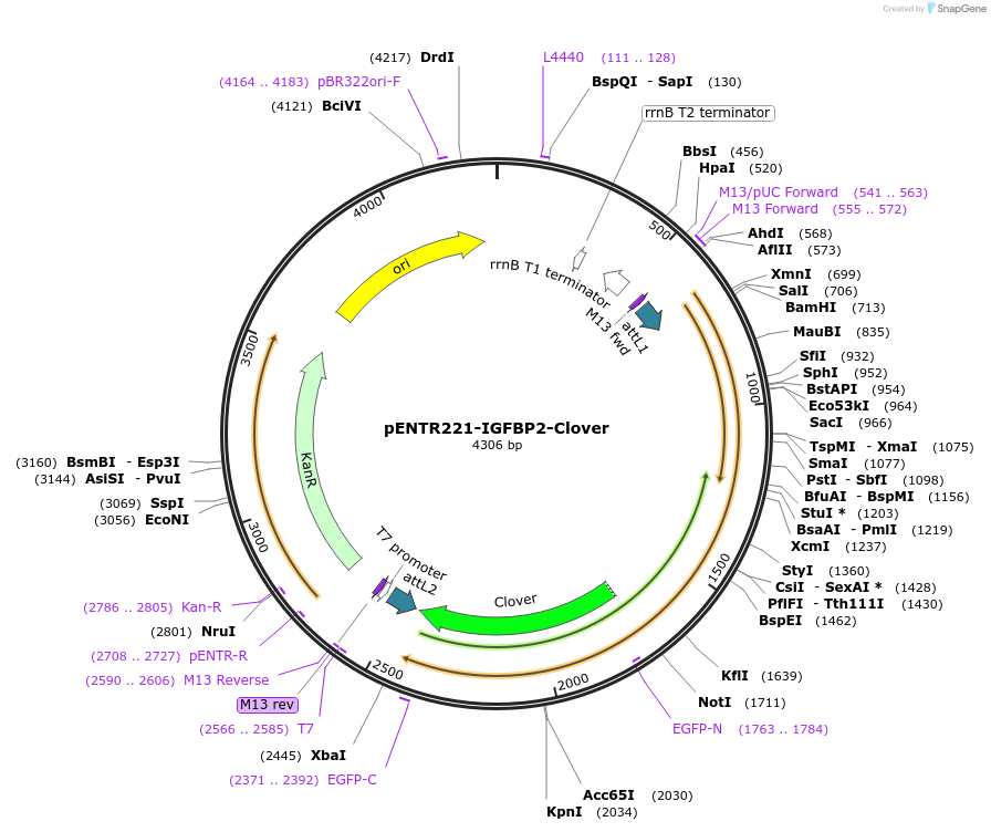 191007-plasmid-map-sequence-id-390427