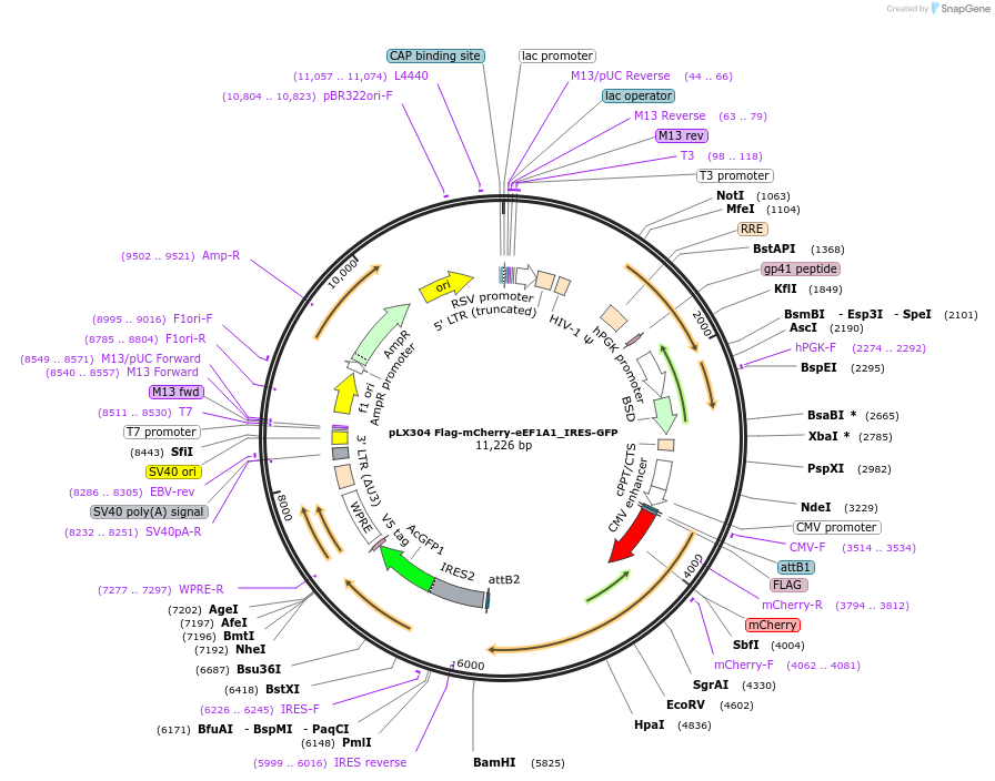 198383-plasmid-map-sequence-id-390428