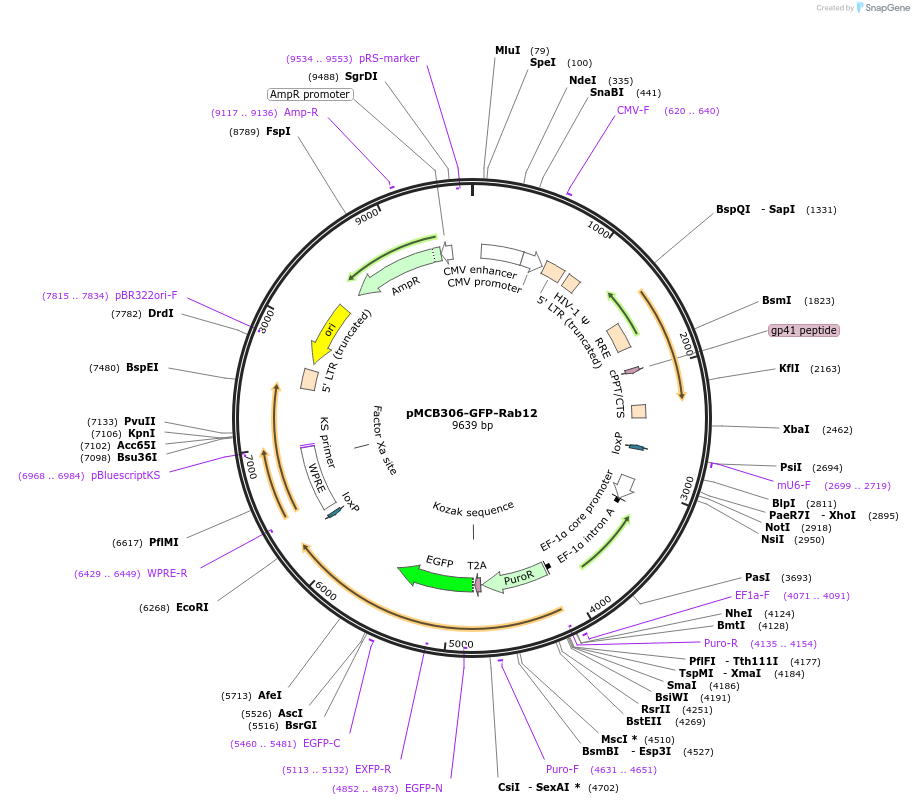 198471-plasmid-map-sequence-id-390440