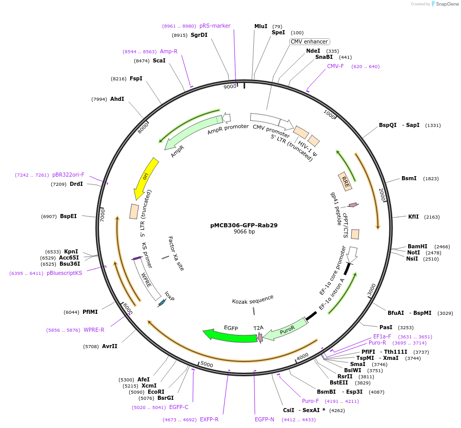 198472-plasmid-map-sequence-id-390443