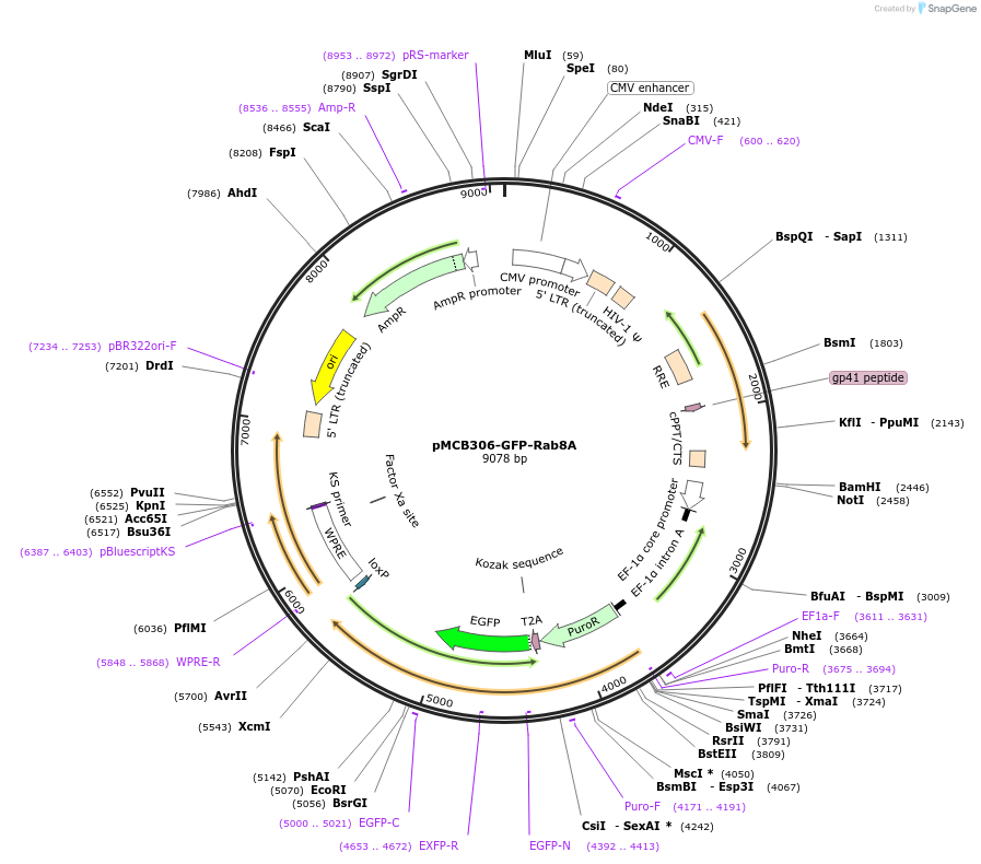 198470-plasmid-map-sequence-id-390444