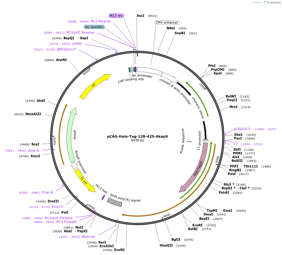 196873-plasmid-map-sequence-id-390445